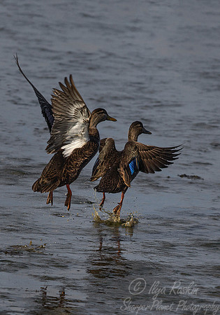 181 American Black Ducks (Anas rubripes) - NJ