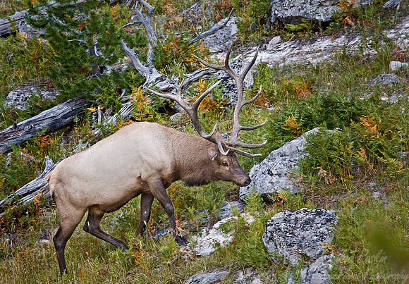 020_Elk_Yellowstone