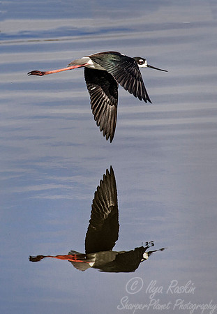 186 Black-necked Stilt (Himantopus mexicanus) - CA