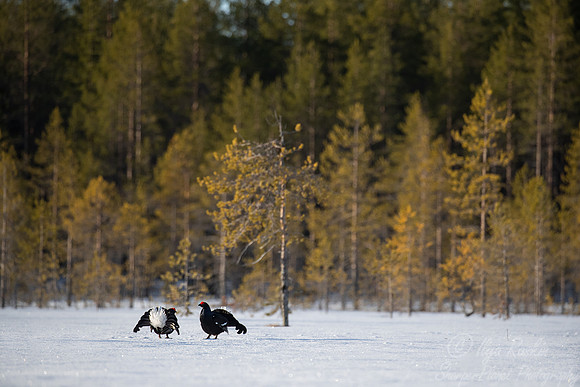 056 Black grouse (Lyrurus tetrix) - Finland