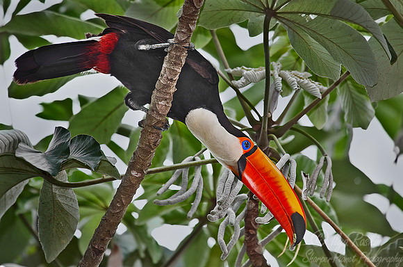 014 Toco toucan - Pantanal Brazil