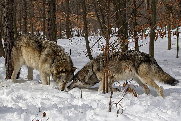 107 Gray Wolves (Canis lupus) - NJ
