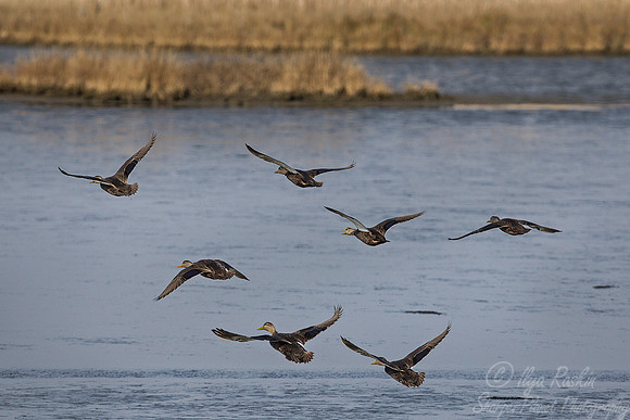 182 American Black Ducks (Anas rubripes) - NJ