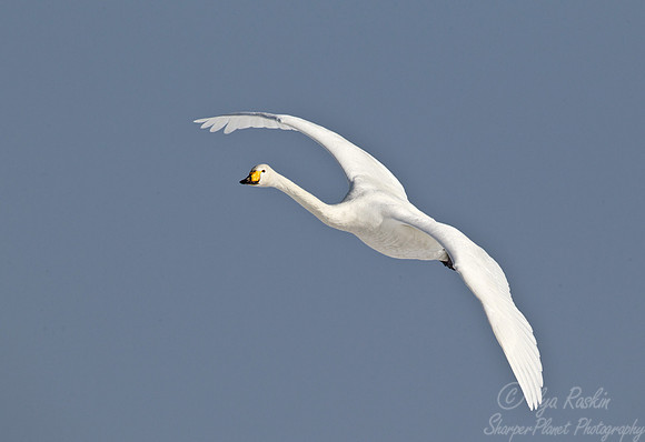107 Whooper Swan (Cygnus cygnus) - Hokkaido Japan