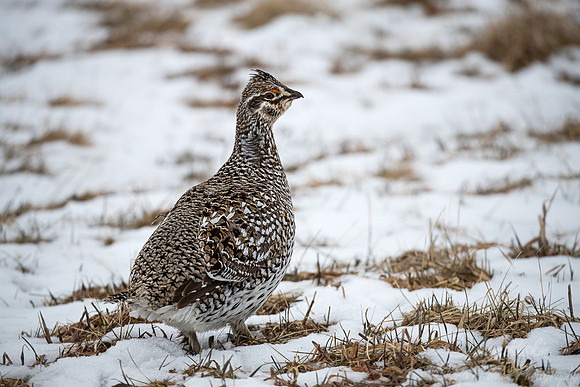 094 Sharp-tailed grouse (Tympanuchus phasianellus) - MN