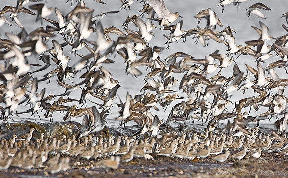 058 Flying Shorebirds - DE