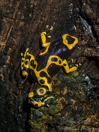 073 Dart Frog (Dendrobates  leucomelas) - NJ