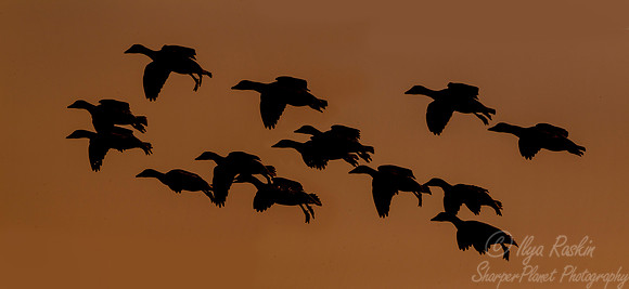 176 Snow Geese  (Chen caerulescens) - NJ