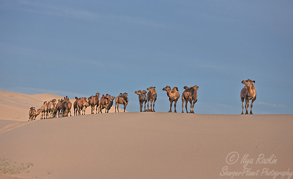 098 Bactrian camels (Camelus bactrianus) - Mongolia
