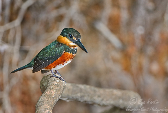 017 American pygmy kingfishrer - Pantanal Brazil