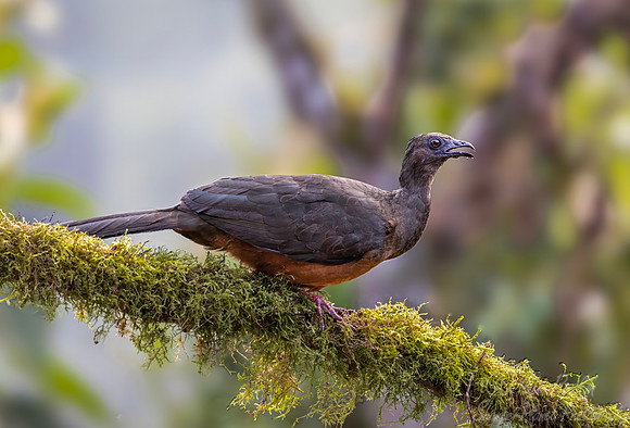 618 Sickle-winged guan (Chamaepetes goudotii) - Colombia cloud forest