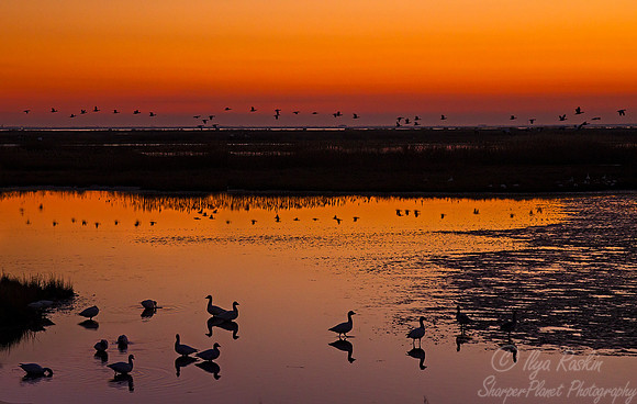 164 Snow Geese  (Chen caerulescens) - NJ