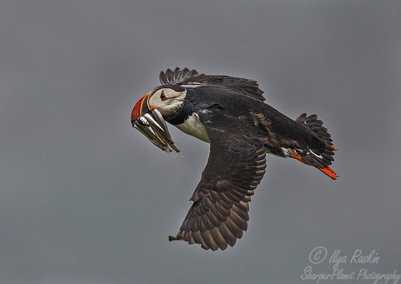 072 Atlantic Puffin (Fratercula arctica) - Iceland