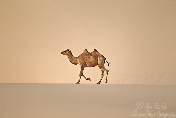 101 Bactrian camel (Camelus bactrianus) - Mongolia