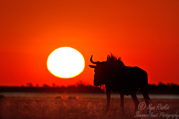 140 Blue Wildebeest (Connochaetes taurinus) - Etosha Namibia
