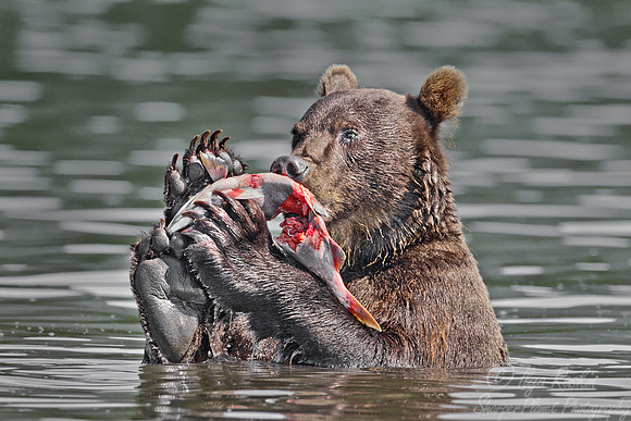 036 Brown Bear (Ursus arctos) - Kamchatka Russia