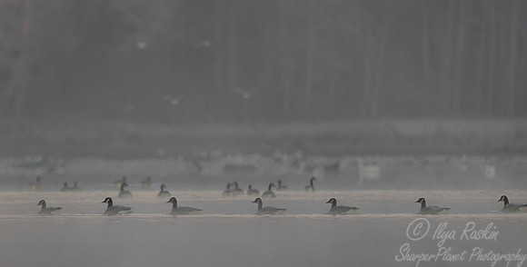 187 Canada geese (Branta canadensis) - MD