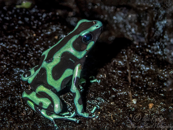 070 Dart Frog (Dendrobates auratus) - NJ