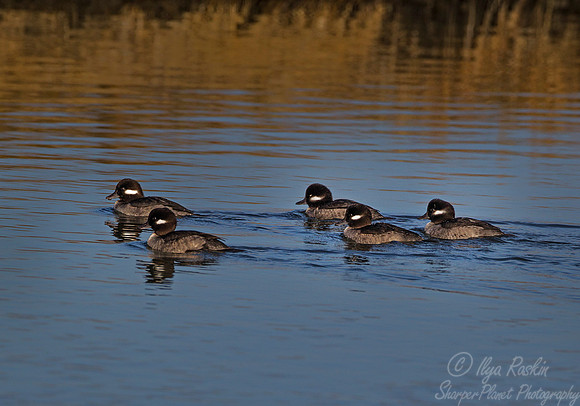 185 Bufflehead (Bucephala albeola) - NJ