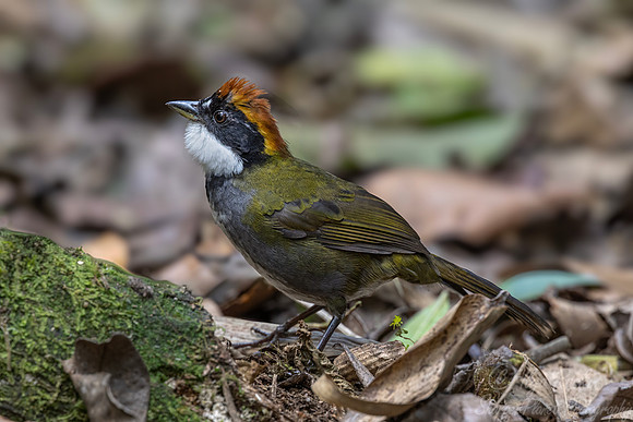533 Chestnut-capped brushfinch (Arremon brunneinucha) - Colombia cloud forest