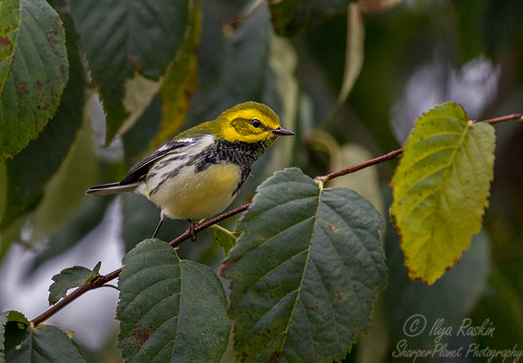 080 Black-throated Green Warbler (Setophaga virens) - PA