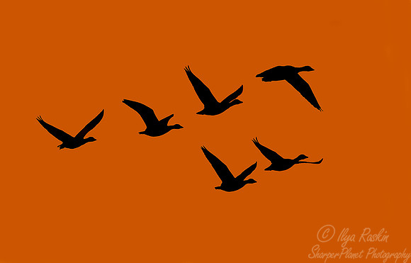 175 Snow Geese  (Chen caerulescens) - NJ