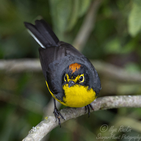 721 Brown-capped whitestart or brown-capped redstart (Myioborus brunniceps) - Ecuador