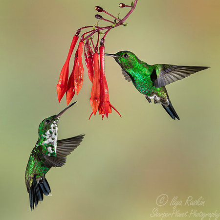 429 Steely-vented hummingbird (Saucerottia saucerottei) - Colombia cloud forest