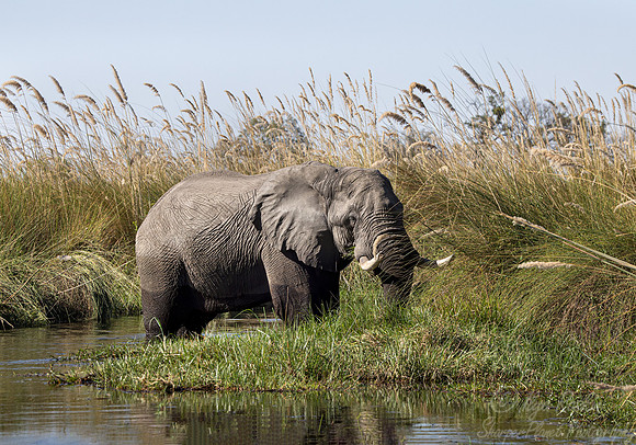 125 African Bush Elephants (Loxodonta africana) - Botswana