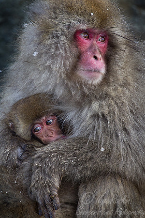 050 Japanese macaques (Snow monkeys)(Macaca fuscata) - Nagano Japan