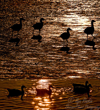 169 Snow Geese  (Chen caerulescens) - NJ