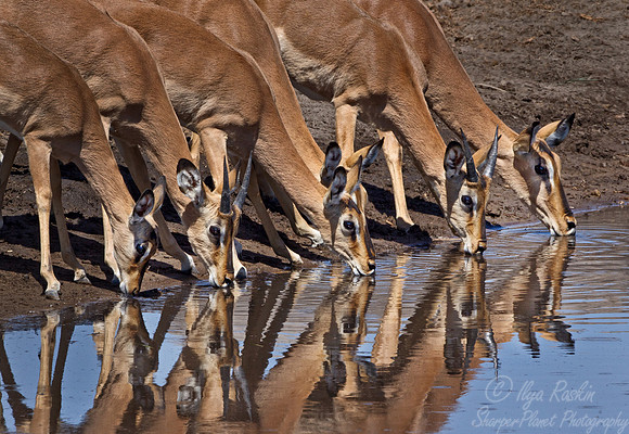 134 Black-faced Impala (Aepyceros melampus petersi) - Etosha Namibia
