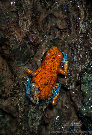 080 Strawberry Dart Frog (Oophaga pumilio) - NJ
