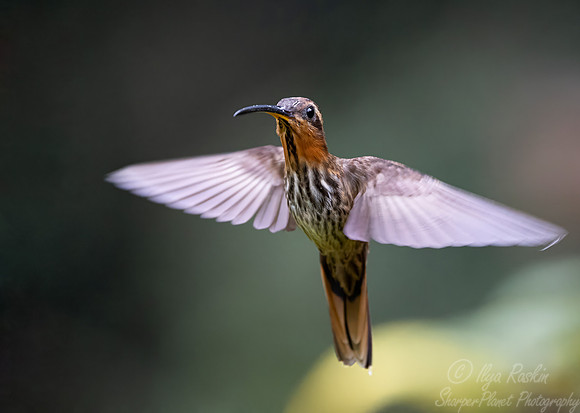 424 Saw-billed hermit (Ramphodon naevius) Brazil Atlantic forest