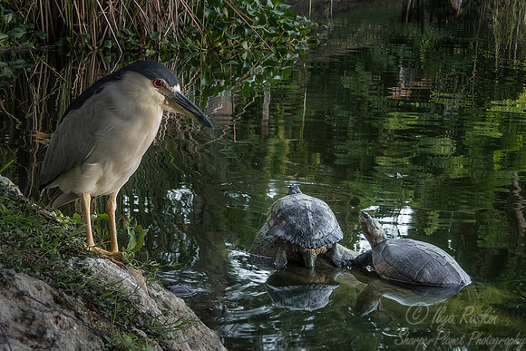 216 Black-crowned Night Heron (Nycticorax nycticorax) and Jamaican Sliders - Jamaica