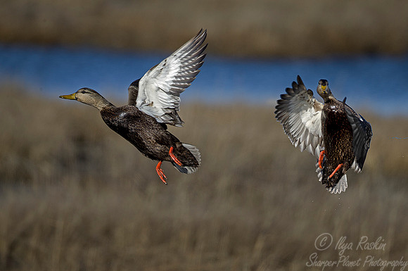 192 American Black Ducks (Anas rubripes) - NJ