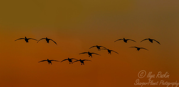172 Snow Geese  (Chen caerulescens) - NJ