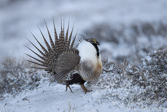 066 Greater sage-grouse (Centrocercus urophasianus) - CO