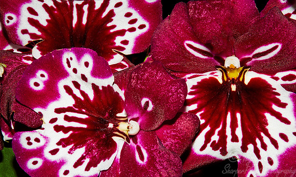 068 Orchids - NY Botanic Garden
