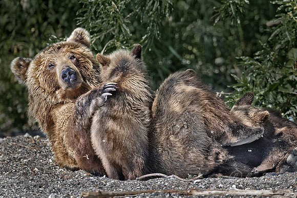 052 Brown Bear (Ursus arctos) - Kamchatka Russia