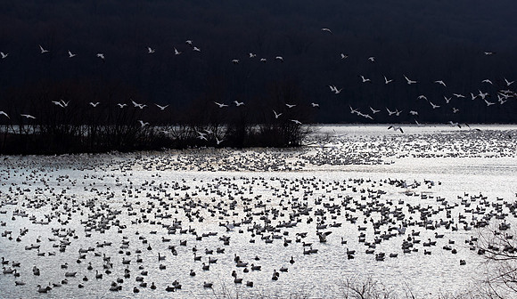 283 Snow geese (Anser caerulescens) - PA