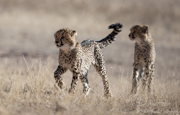 201 Cheetah cubs (Acinonyx jubatus) - Kgalagadi Transfrontier Park SA