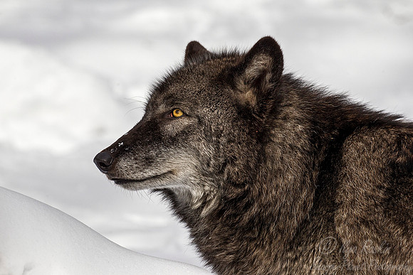 115 Gray Wolf (Canis lupus) - NJ