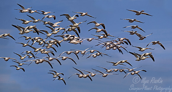195 Snow Geese  (Chen caerulescens) - NJ