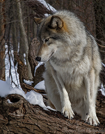 109 Gray Wolf (Canis lupus) - NJ