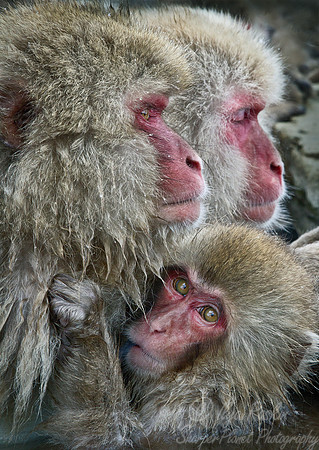 046 Japanese macaques (Snow monkeys)(Macaca fuscata) - Nagano Japan