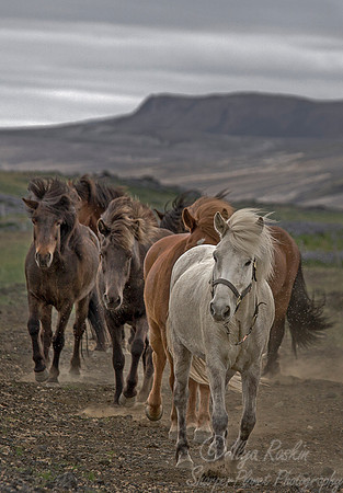 065 Horses (Equus caballus) - Iceland