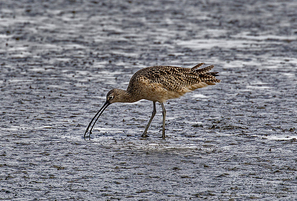 185 Long-Billed curlew (Numenius americanus) - CA