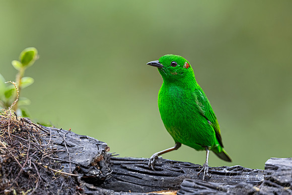 673 Glistening-green tanager (Chlorochrysa phoenicotis) - Ecuador