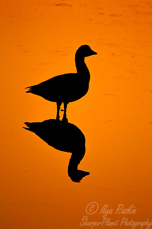 168 Snow Goose  (Chen caerulescens) - NJ